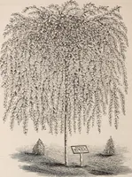 An illustration from Descriptive catalogue of ornamental trees, shrubs, roses, etc., : cultivated and for sale at the Mount Hope Nurseries, Rochester, N.Y (1886)
