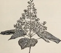 An illustration from Descriptive catalogue of ornamental trees, shrubs, roses, etc., : cultivated and for sale at the Mount Hope Nurseries, Rochester, N.Y (1886)