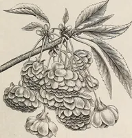 An illustration from Descriptive catalogue of ornamental trees, shrubs, roses, etc., : cultivated and for sale at the Mount Hope Nurseries, Rochester, N.Y (1886)