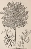 An illustration from Descriptive catalogue of ornamental trees, shrubs, roses, etc., : cultivated and for sale at the Mount Hope Nurseries, Rochester, N.Y (1886)