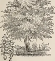 An illustration from Descriptive catalogue of ornamental trees, shrubs, roses, etc., : cultivated and for sale at the Mount Hope Nurseries, Rochester, N.Y (1886)