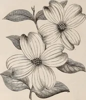 An illustration from Descriptive catalogue of ornamental trees, shrubs, roses, etc., : cultivated and for sale at the Mount Hope Nurseries, Rochester, N.Y (1886)