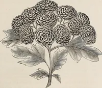 An illustration from Descriptive catalogue of ornamental trees, shrubs, roses, etc., : cultivated and for sale at the Mount Hope Nurseries, Rochester, N.Y (1886)