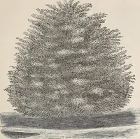 An illustration from Descriptive catalogue of ornamental trees, shrubs, roses, etc., : cultivated and for sale at the Mount Hope Nurseries, Rochester, N.Y (1886)