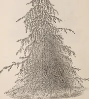 An illustration from Descriptive catalogue of ornamental trees, shrubs, roses, etc., : cultivated and for sale at the Mount Hope Nurseries, Rochester, N.Y (1886)