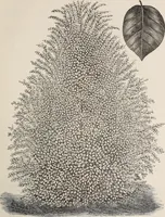An illustration from Descriptive catalogue of ornamental trees, shrubs, roses, etc., : cultivated and for sale at the Mount Hope Nurseries, Rochester, N.Y (1886)