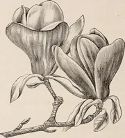 An illustration from Descriptive catalogue of ornamental trees, shrubs, roses, etc., : cultivated and for sale at the Mount Hope Nurseries, Rochester, N.Y (1886)