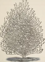 An illustration from Descriptive catalogue of ornamental trees, shrubs, roses, etc., : cultivated and for sale at the Mount Hope Nurseries, Rochester, N.Y (1886)