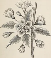 An illustration from Descriptive catalogue of ornamental trees, shrubs, roses, etc., : cultivated and for sale at the Mount Hope Nurseries, Rochester, N.Y (1886)