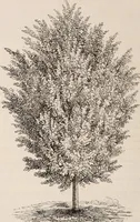 An illustration from Descriptive catalogue of ornamental trees, shrubs, roses, etc., : cultivated and for sale at the Mount Hope Nurseries, Rochester, N.Y (1886)