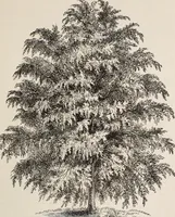 An illustration from Descriptive catalogue of ornamental trees, shrubs, roses, etc., : cultivated and for sale at the Mount Hope Nurseries, Rochester, N.Y (1886)