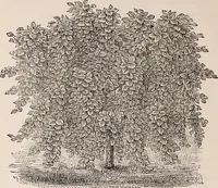 An illustration from Descriptive catalogue of ornamental trees, shrubs, roses, etc., : cultivated and for sale at the Mount Hope Nurseries, Rochester, N.Y (1886)