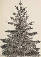 An illustration from Descriptive catalogue of ornamental trees, shrubs, roses, etc., : cultivated and for sale at the Mount Hope Nurseries, Rochester, N.Y (1886)