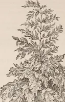 An illustration from Descriptive catalogue of ornamental trees, shrubs, roses, etc., : cultivated and for sale at the Mount Hope Nurseries, Rochester, N.Y (1886)
