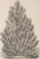 An illustration from Descriptive catalogue of ornamental trees, shrubs, roses, etc., : cultivated and for sale at the Mount Hope Nurseries, Rochester, N.Y (1886)