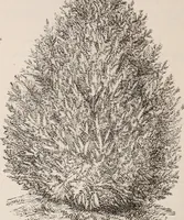 An illustration from Descriptive catalogue of ornamental trees, shrubs, roses, etc., : cultivated and for sale at the Mount Hope Nurseries, Rochester, N.Y (1886)