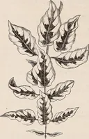 An illustration from Descriptive catalogue of ornamental trees, shrubs, roses, etc., : cultivated and for sale at the Mount Hope Nurseries, Rochester, N.Y (1886)