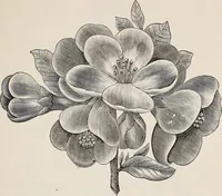 An illustration from Descriptive catalogue of ornamental trees, shrubs, roses, etc., : cultivated and for sale at the Mount Hope Nurseries, Rochester, N.Y (1886)