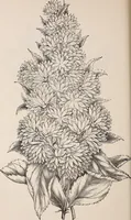 An illustration from Descriptive catalogue of ornamental trees, shrubs, roses, etc., : cultivated and for sale at the Mount Hope Nurseries, Rochester, N.Y (1886)