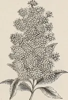 An illustration from Descriptive catalogue of ornamental trees, shrubs, roses, etc., : cultivated and for sale at the Mount Hope Nurseries, Rochester, N.Y (1886)