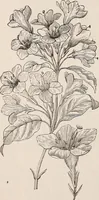 An illustration from Descriptive catalogue of ornamental trees, shrubs, roses, etc., : cultivated and for sale at the Mount Hope Nurseries, Rochester, N.Y (1886)