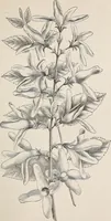 An illustration from Descriptive catalogue of ornamental trees, shrubs, roses, etc., : cultivated and for sale at the Mount Hope Nurseries, Rochester, N.Y (1886)