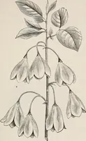 An illustration from Descriptive catalogue of ornamental trees, shrubs, roses, etc., : cultivated and for sale at the Mount Hope Nurseries, Rochester, N.Y (1886)