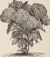 An illustration from Descriptive catalogue of ornamental trees, shrubs, roses, etc., : cultivated and for sale at the Mount Hope Nurseries, Rochester, N.Y (1886)