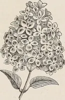 An illustration from Descriptive catalogue of ornamental trees, shrubs, roses, etc., : cultivated and for sale at the Mount Hope Nurseries, Rochester, N.Y (1886)