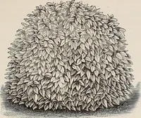 An illustration from Descriptive catalogue of ornamental trees, shrubs, roses, etc., : cultivated and for sale at the Mount Hope Nurseries, Rochester, N.Y (1886)