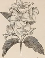 An illustration from Descriptive catalogue of ornamental trees, shrubs, roses, etc., : cultivated and for sale at the Mount Hope Nurseries, Rochester, N.Y (1886)