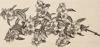 An illustration from Descriptive catalogue of ornamental trees, shrubs, roses, etc., : cultivated and for sale at the Mount Hope Nurseries, Rochester, N.Y (1886)