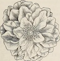An illustration from Descriptive catalogue of ornamental trees, shrubs, roses, etc., : cultivated and for sale at the Mount Hope Nurseries, Rochester, N.Y (1886)