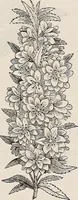 An illustration from Descriptive catalogue of ornamental trees, shrubs, roses, etc., : cultivated and for sale at the Mount Hope Nurseries, Rochester, N.Y (1886)