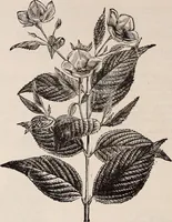 An illustration from Descriptive catalogue of ornamental trees, shrubs, roses, etc., : cultivated and for sale at the Mount Hope Nurseries, Rochester, N.Y (1886)