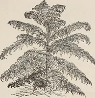 An illustration from Descriptive catalogue of ornamental trees, shrubs, roses, etc., : cultivated and for sale at the Mount Hope Nurseries, Rochester, N.Y (1886)