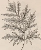 An illustration from Descriptive catalogue of ornamental trees, shrubs, roses, etc., : cultivated and for sale at the Mount Hope Nurseries, Rochester, N.Y (1886)