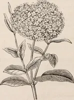 An illustration from Descriptive catalogue of ornamental trees, shrubs, roses, etc., : cultivated and for sale at the Mount Hope Nurseries, Rochester, N.Y (1886)