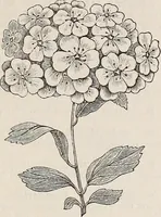 An illustration from Descriptive catalogue of ornamental trees, shrubs, roses, etc., : cultivated and for sale at the Mount Hope Nurseries, Rochester, N.Y (1886)