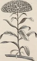 An illustration from Descriptive catalogue of ornamental trees, shrubs, roses, etc., : cultivated and for sale at the Mount Hope Nurseries, Rochester, N.Y (1886)