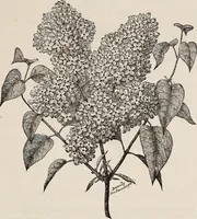 An illustration from Descriptive catalogue of ornamental trees, shrubs, roses, etc., : cultivated and for sale at the Mount Hope Nurseries, Rochester, N.Y (1886)