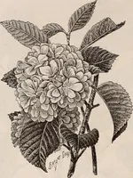 An illustration from Descriptive catalogue of ornamental trees, shrubs, roses, etc., : cultivated and for sale at the Mount Hope Nurseries, Rochester, N.Y (1886)