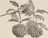 An illustration from Descriptive catalogue of ornamental trees, shrubs, roses, etc., : cultivated and for sale at the Mount Hope Nurseries, Rochester, N.Y (1886)