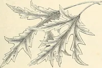 An illustration from Descriptive catalogue of hardy ornamental trees, shrubs, herbaceous perennial pants, etc. : twenty-seventh edition (1888)