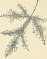 An illustration from Descriptive catalogue of hardy ornamental trees, shrubs, herbaceous perennial pants, etc. : twenty-seventh edition (1888)
