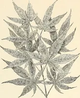 An illustration from Descriptive catalogue of hardy ornamental trees, shrubs, herbaceous perennial pants, etc. : twenty-seventh edition (1888)