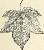 An illustration from Descriptive catalogue of hardy ornamental trees, shrubs, herbaceous perennial pants, etc. : twenty-seventh edition (1888)