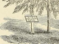 Picture 5 of 5 from Descriptive catalogue of hardy ornamental trees, shrubs, herbaceous perennial pants, etc. : twenty-seventh edition (1888), leaf 14