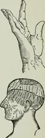 An illustration from Descriptive mentality from the head, face and hand (1899)