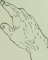 An illustration from Descriptive mentality from the head, face and hand (1899)